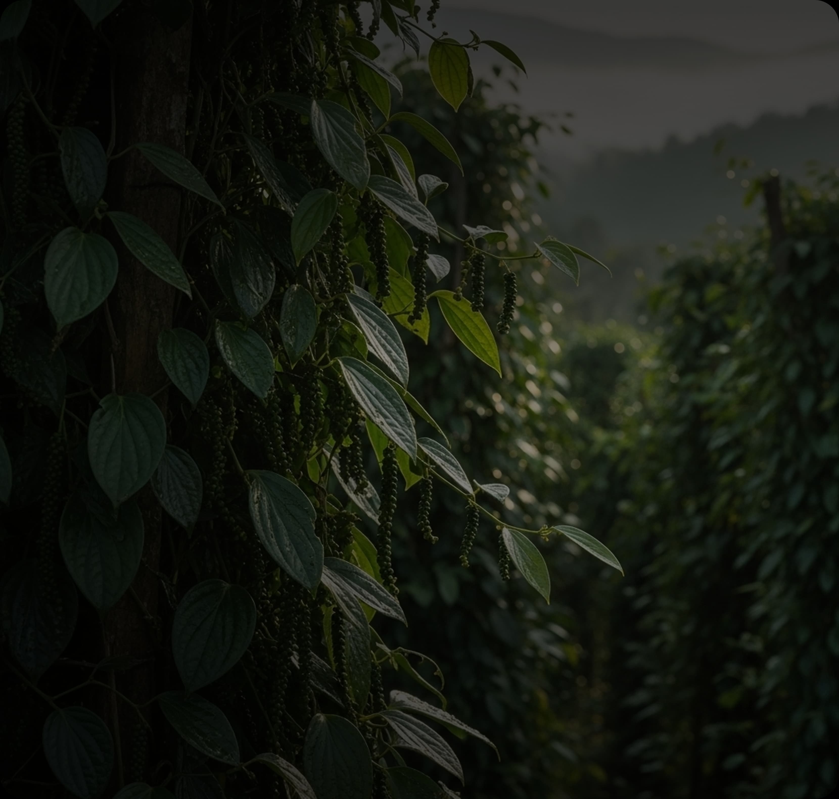 Contact Us Background