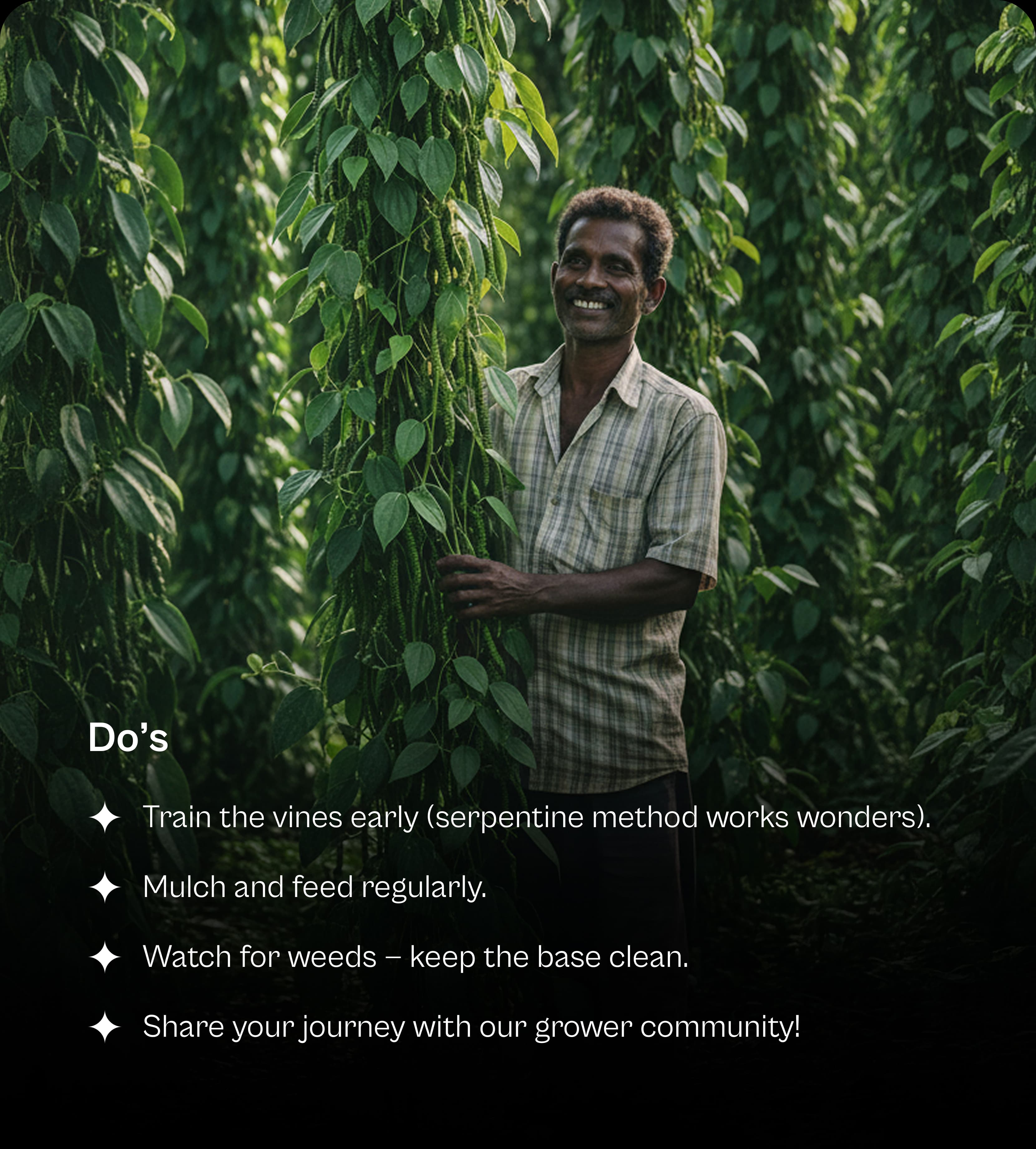 Do's for growing pepper