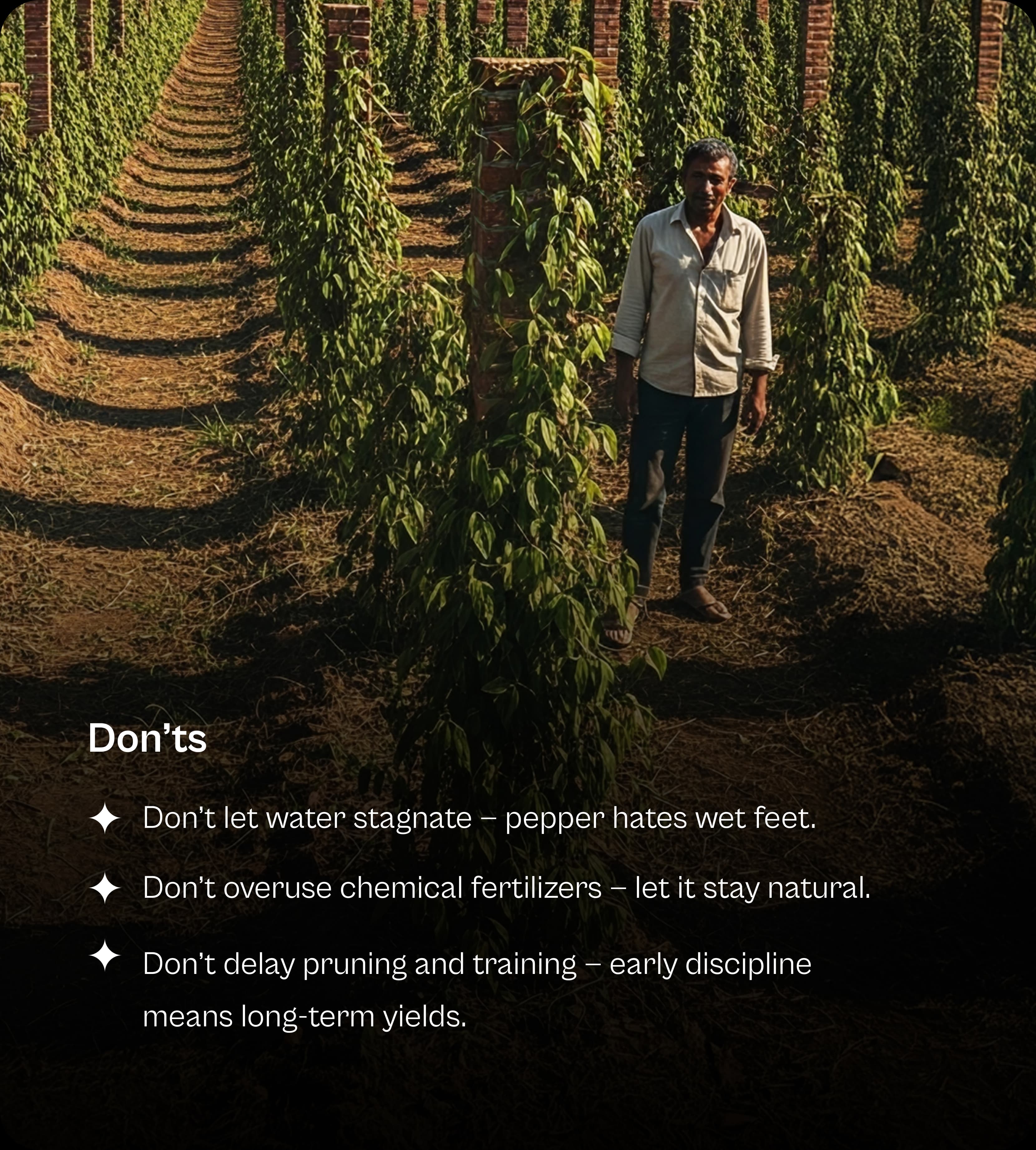 Don'ts for growing pepper