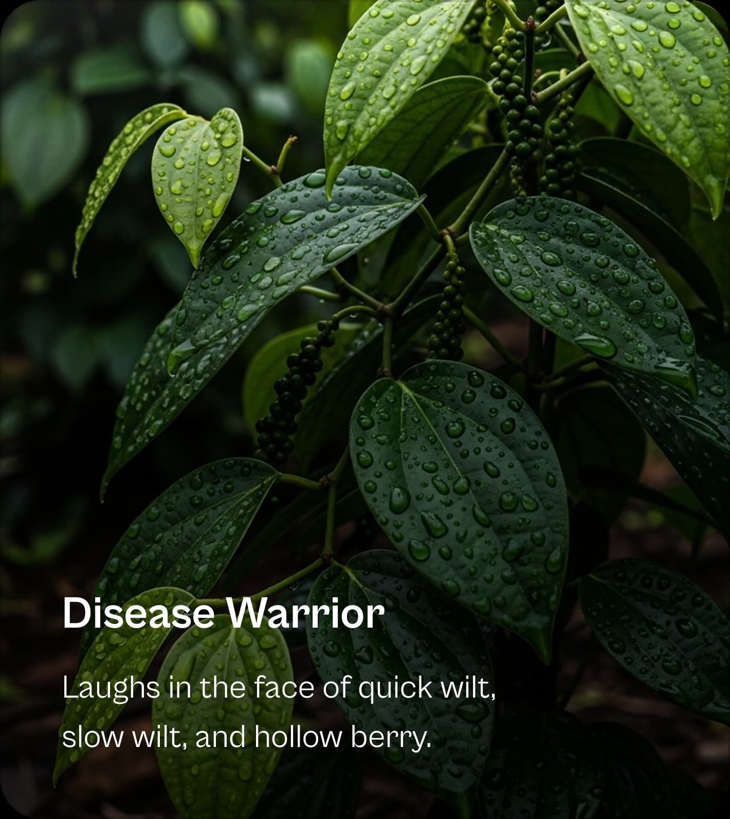 Feature: Disease Warrior