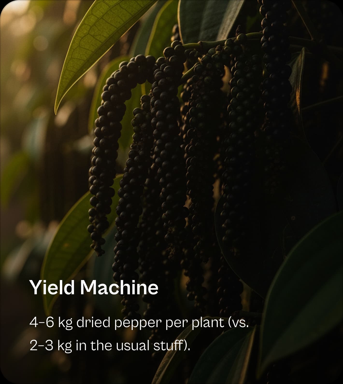 Feature: Yield Machine