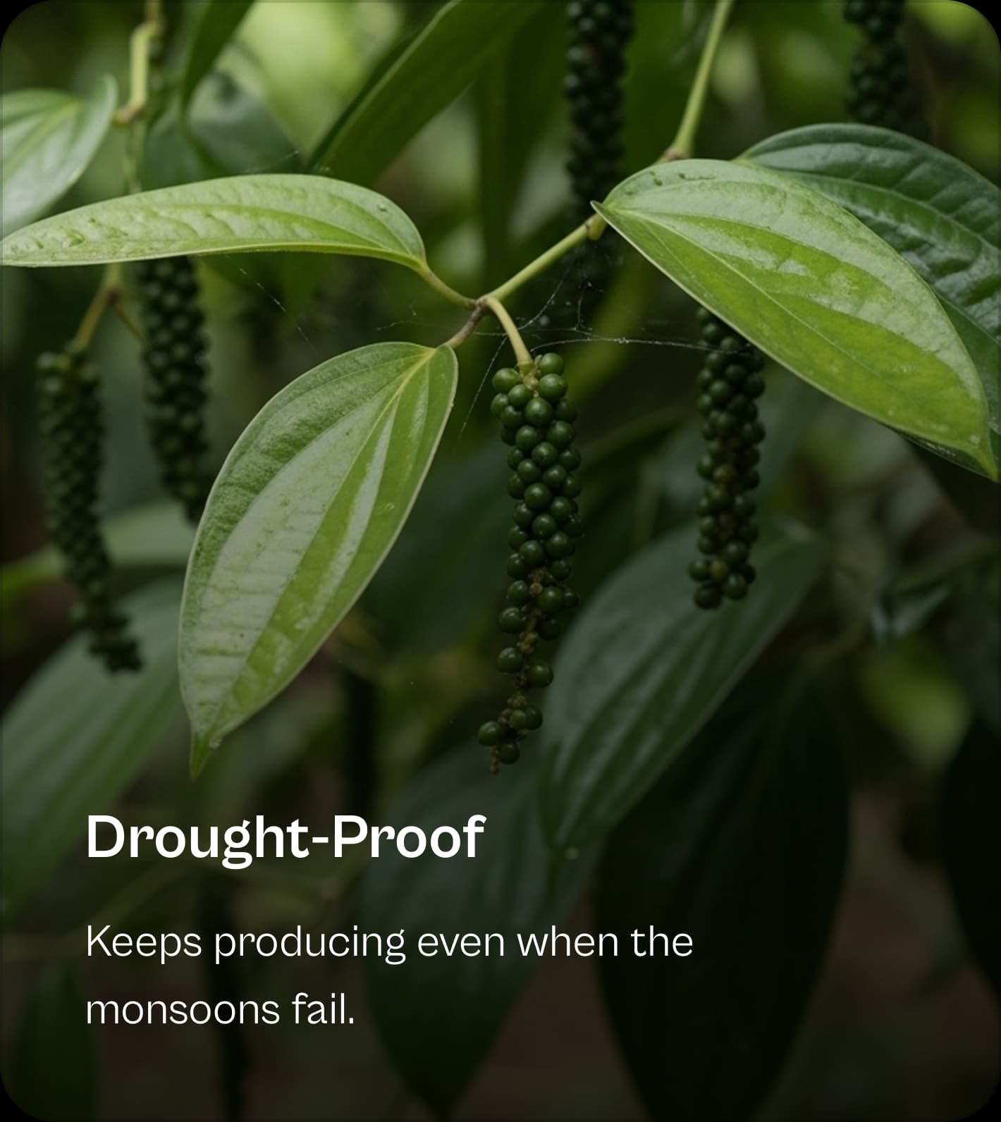 Feature: Drought-Proof