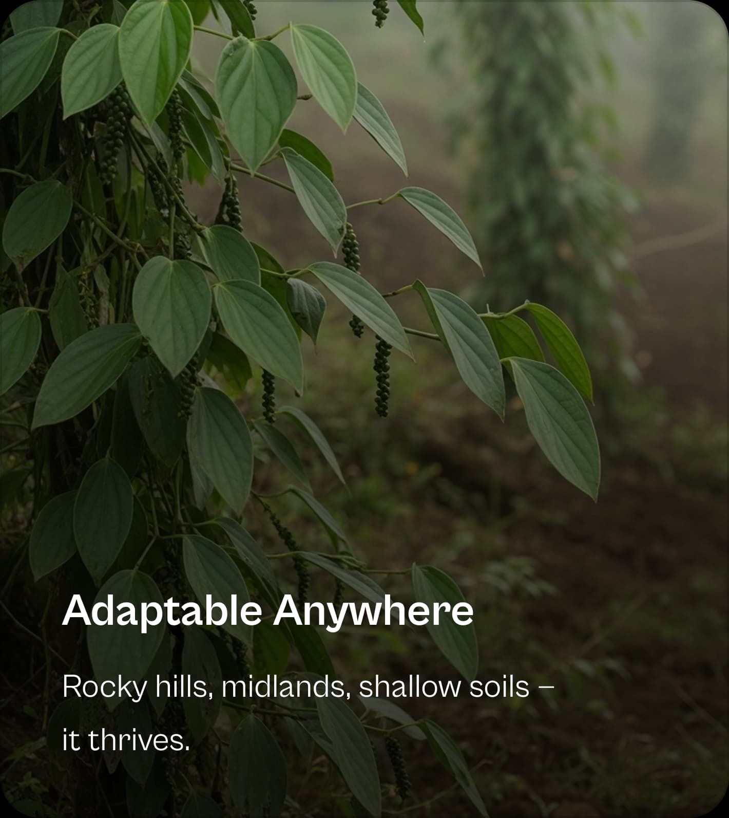 Feature: Adaptable Anywhere