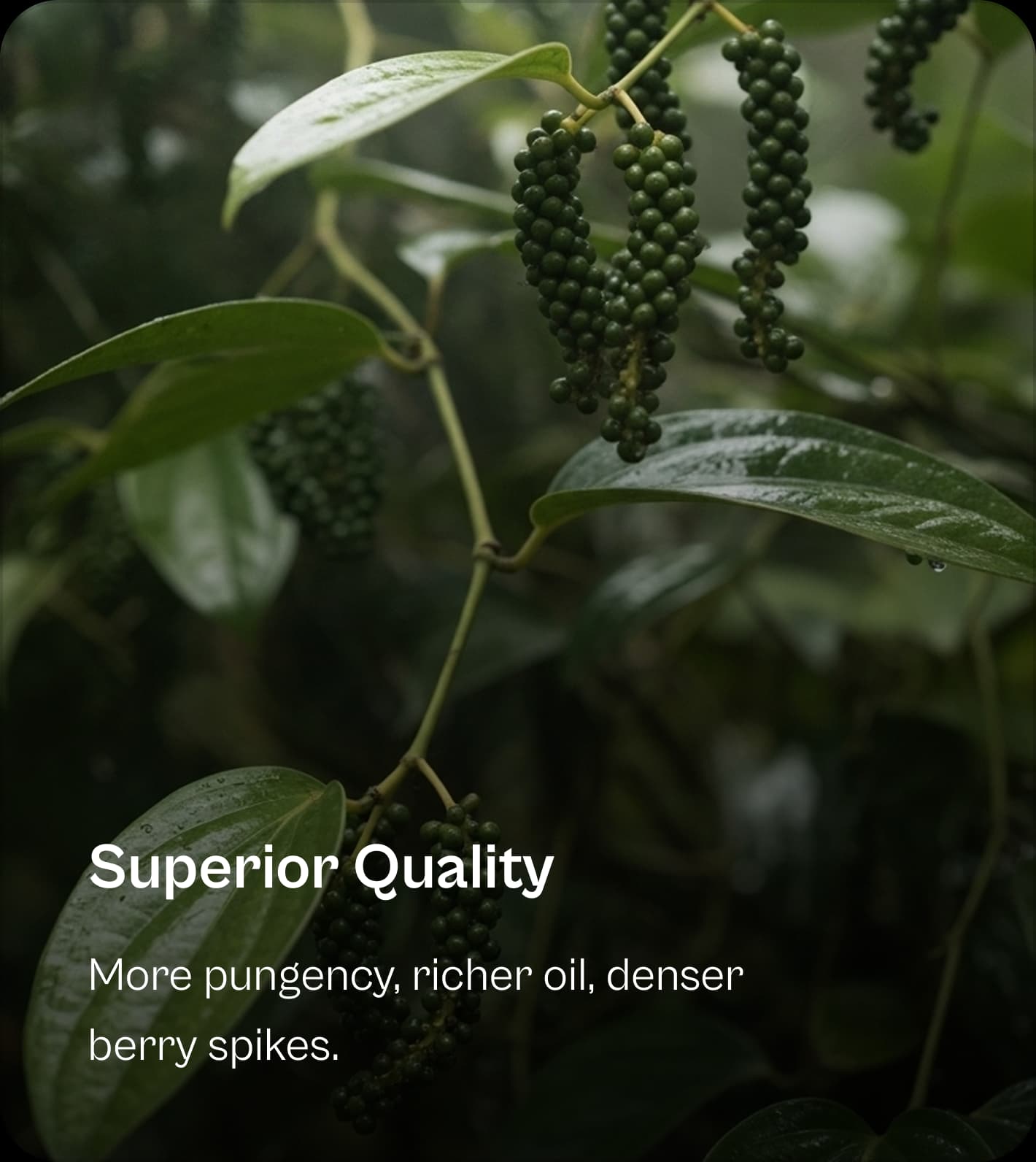 Feature: Superior Quality