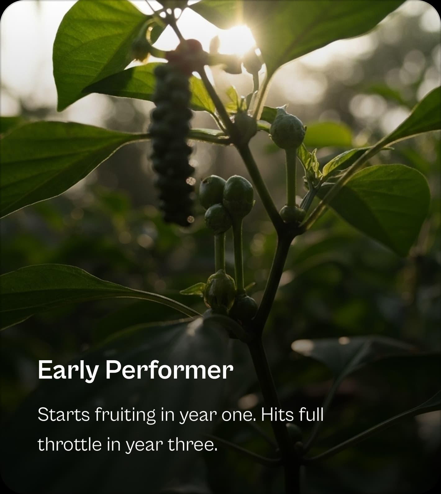 Feature: Early Performer