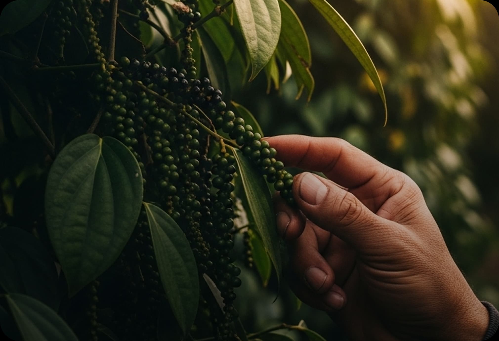 Optimum Harvest by Year 3