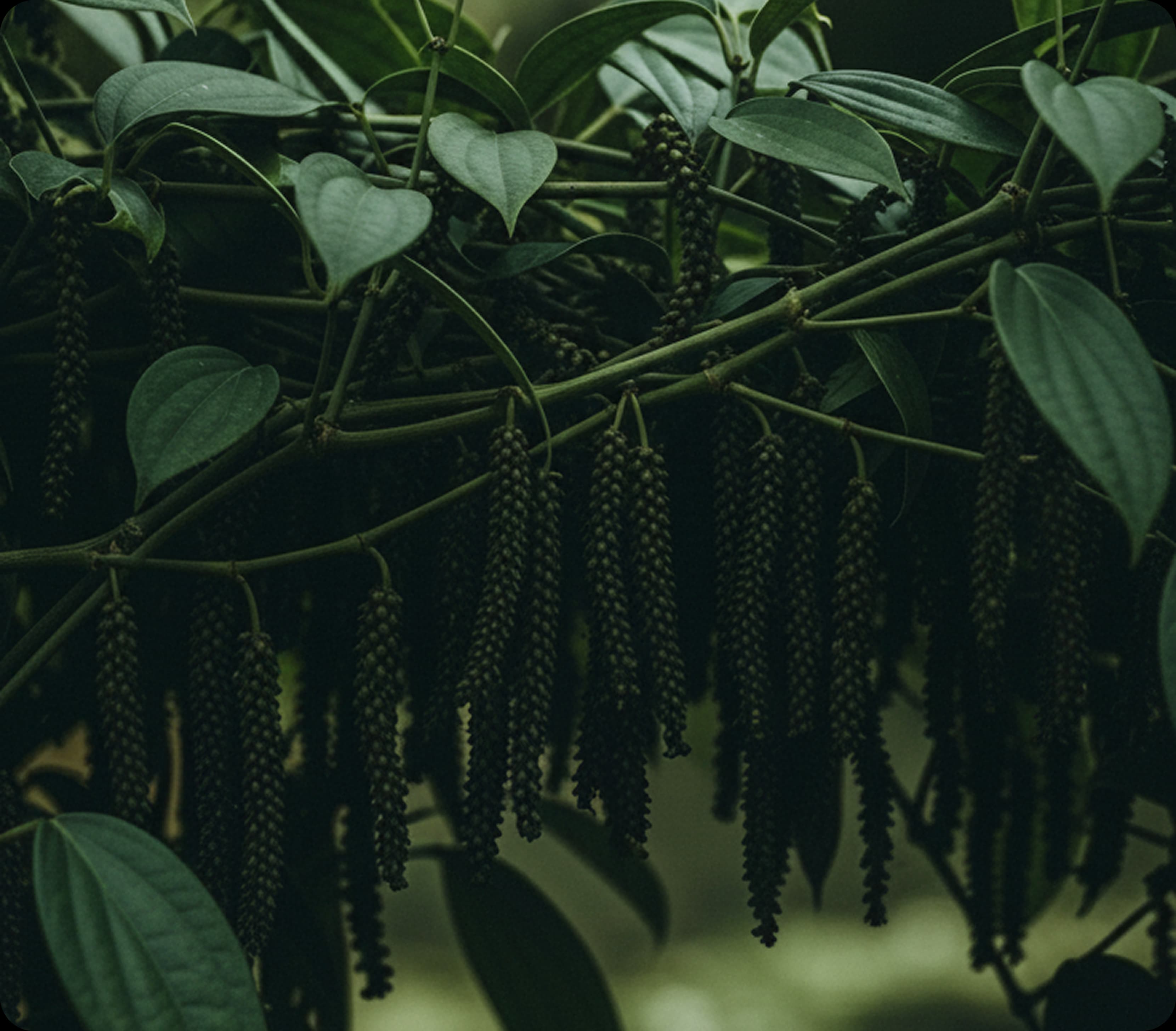 Kumbuckal Selection Black Pepper Sapling